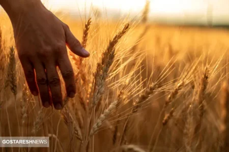 مجلس به داد گندم کاران رسید | مطالبات این قشر پرداخت می شود؟