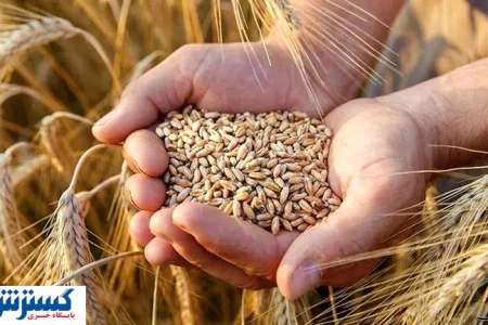تاخیر در پرداخت گندمکاران؛ دولت خبر خوش می‌دهد!
