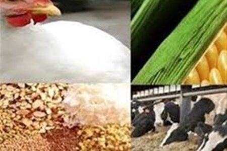 سهمیه دی نهاده‌ها به زودی در بازارگاه بارگذاری می‌شود