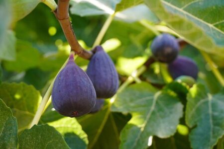 صادرات جهانی انجیر از ۸۶۱ میلیون دلار عبور کرد؛ کاهش ۵۸درصدی صادرات انجیر ایران