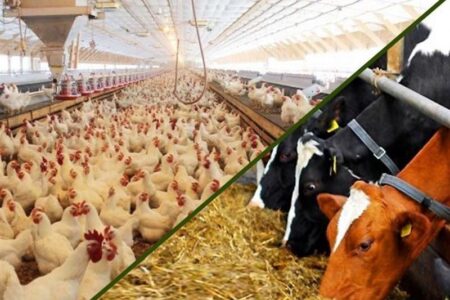 نهاده‌های دامی بدون تغییر قیمت تا پایان سال توزیع می‌شود