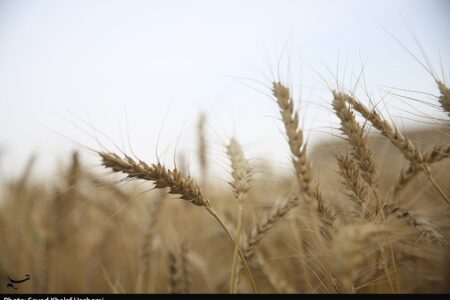 ارز واردات گندم دوباره 28500 تومان شد