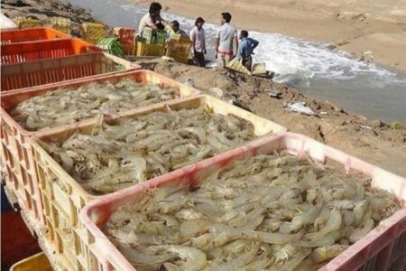 تولید میگو در کشور با رشد 37 درصدی به رکورد جدید رسید