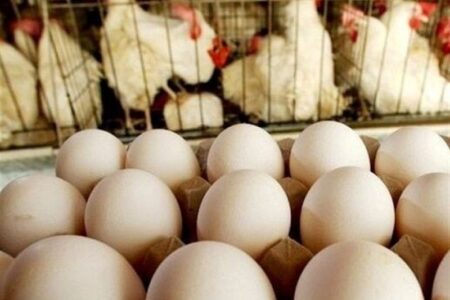 صادرات تخم مرغ ممنوع شد
