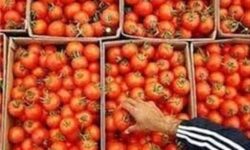لزوم توقف صادرات برای متعادل شدن بازار گوجه فرنگی