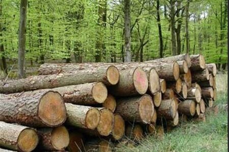 تخصیص پساب برای زراعت چوب در مناطق مستعد