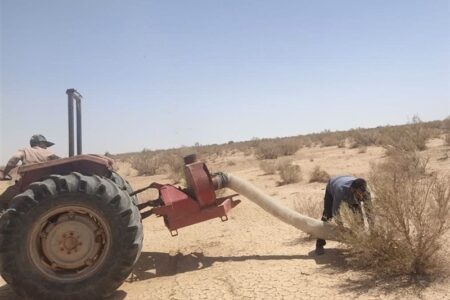 ملخهای بومی برای تولید خوراک طیور و آبزیان جارو میشوند