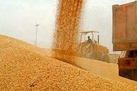پرداخت 50 درصد پول گندمکاران از شنبه