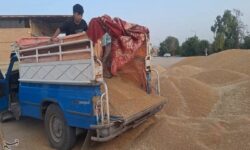 خرید تضمینی گندم به 2 میلیون و 300 هزار تن رسید