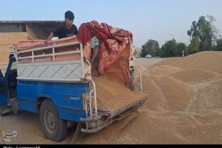 خرید تضمینی گندم به 2 میلیون و 300 هزار تن رسید