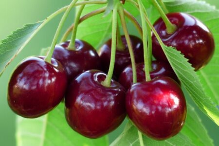 خواص گیلاس از نگاه طب سنتی