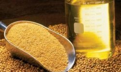 ثبت سفارش واردات انواع روغن از امروز آغاز شد