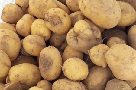 کاهش قیمت سیب‌زمینی در میادین و بازارهای میوه و تره‌بار به‌زودی