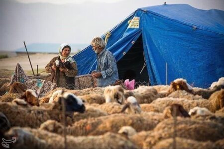 گوشت عشایری با برند استانی به بازار عرضه می‌شود