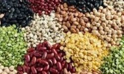 ثبت سفارش حبوبات باز شد