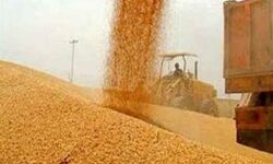 خرید گندم توسط دلالان تا 60هزار تومان در مناطق مرزی