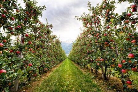 معافیت ۸۱ ردیف محصول باغی از عوارض صادراتی آب مجازی