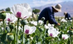 کشت شقایق الیفرا؛ ظرفیتی برای ارزآوری و اشتغال ۴ هزار نفر